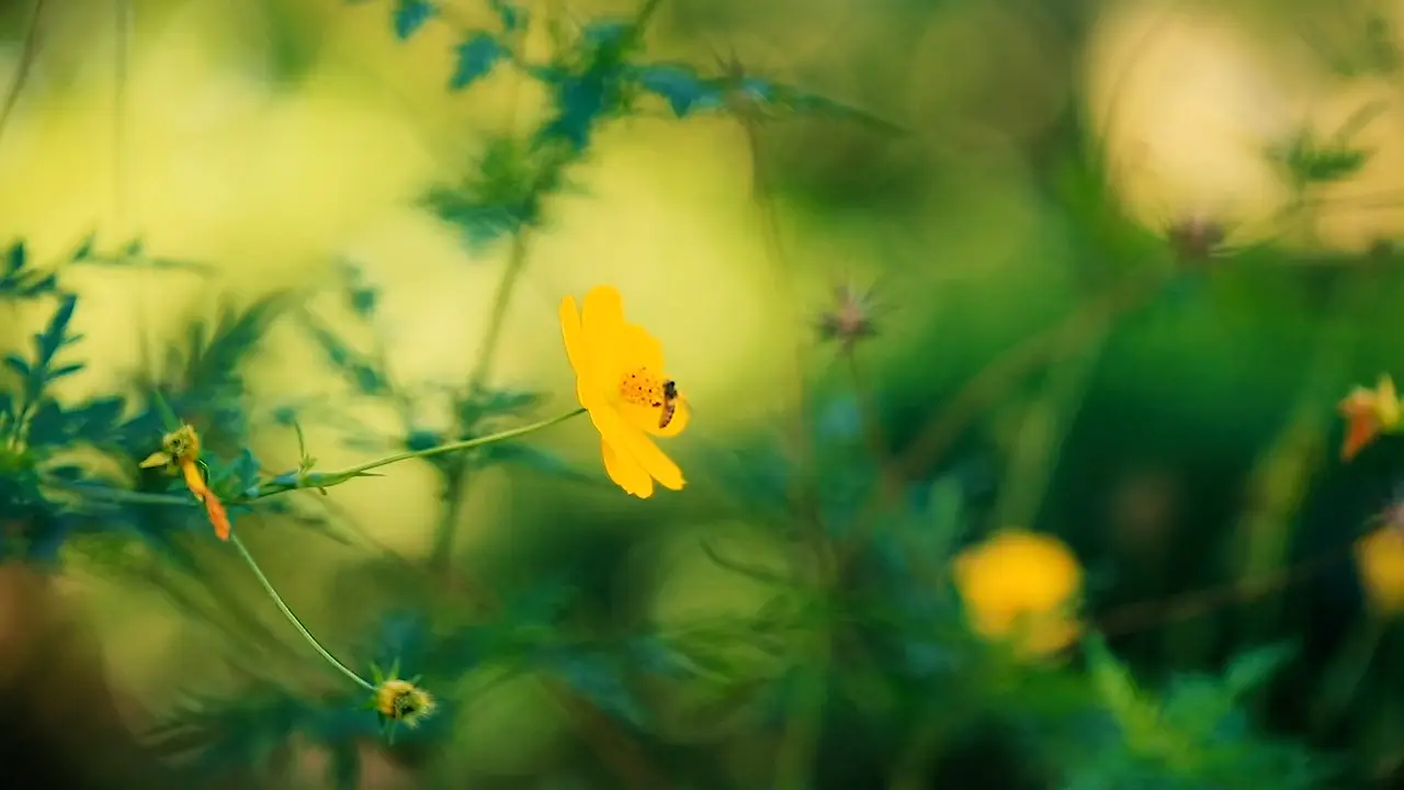A Bee On A Yellow Flower